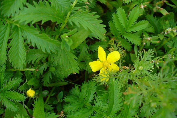 Cinquefoil - fotografia Cinquefoil - fotografia