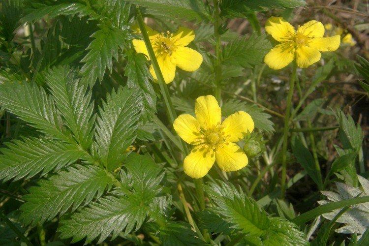Cinquefoil - fotografia Cinquefoil - fotografia