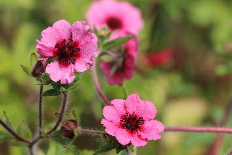 Cinquefoil - fotografia Cinquefoil - fotografia