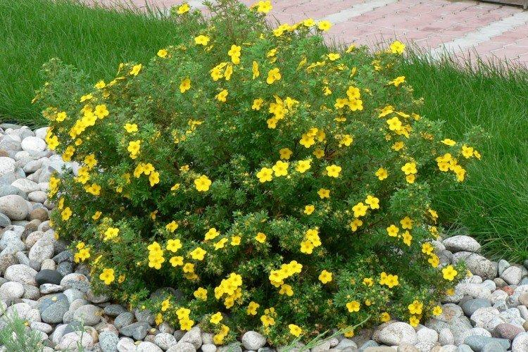 Cinquefoil ker Cinquefoil ker