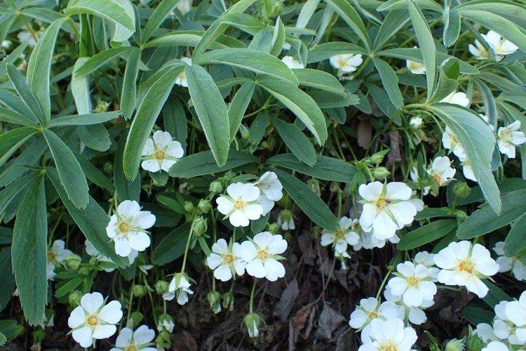 Cinquefoil - fotografia Cinquefoil - fotografia