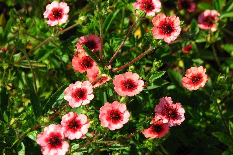 Nepálska potentilla Nepálska potentilla