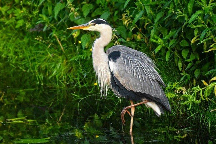 Héron (50 photos): description de l'oiseau, de son habitat et de ce qu'il mange