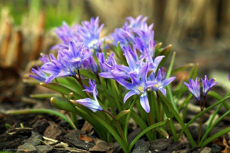 Chionodoxa (60 fotografií): typy, starostlivosť a výsadba na otvorenom priestranstve Chionodoxa (60 fotografií): typy, starostlivosť a výsadba na otvorenom priestranstve
