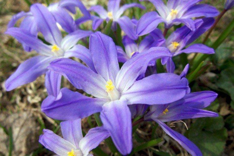 Chionodoxa - foto Chionodoxa - foto