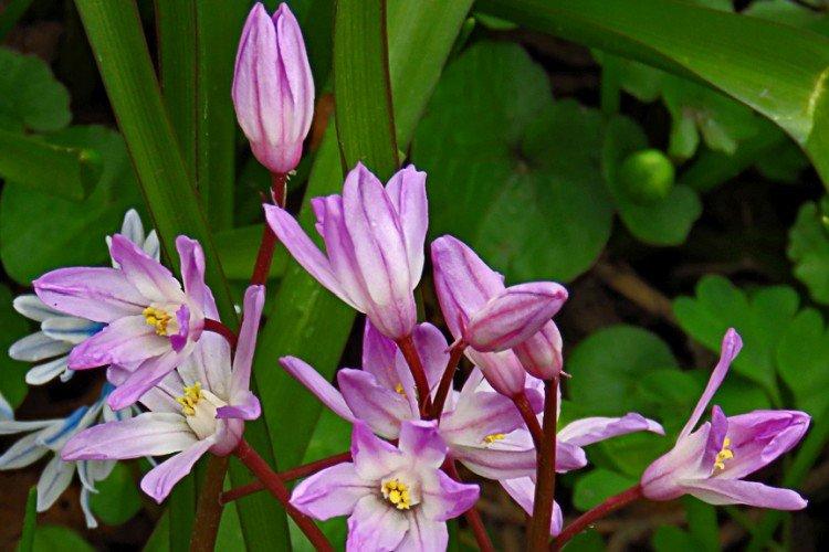 Chionodoxa - foto Chionodoxa - foto