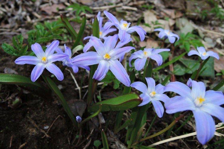 Chionodoxa - foto Chionodoxa - foto