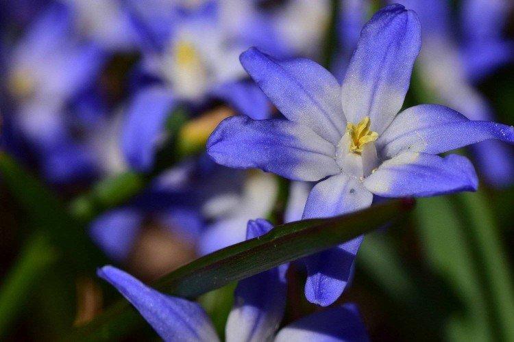 Chionodoxa - foto Chionodoxa - foto