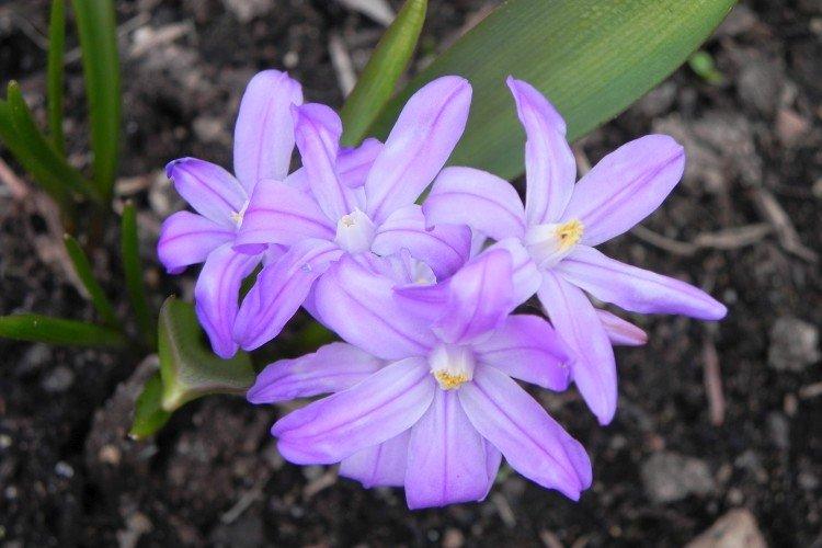 Chionodoxa - foto Chionodoxa - foto