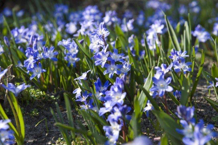 Chionodoxa - foto Chionodoxa - foto