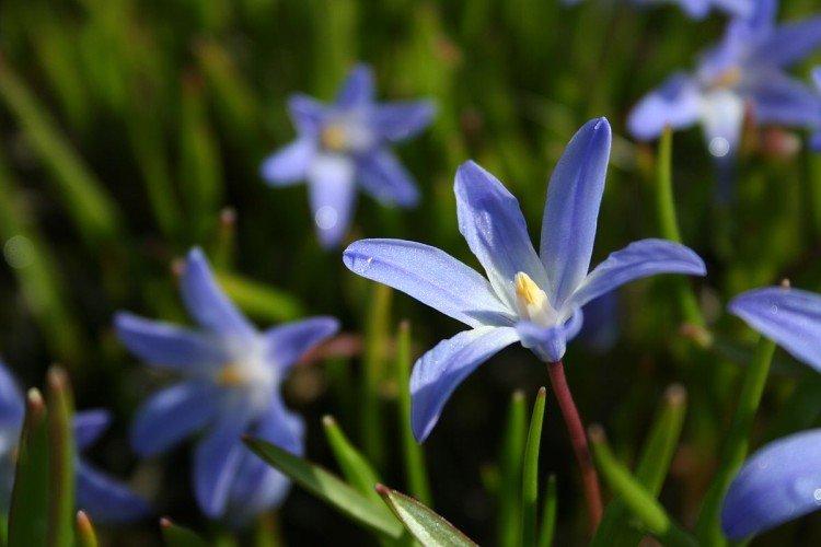 Chionodoxa - foto Chionodoxa - foto