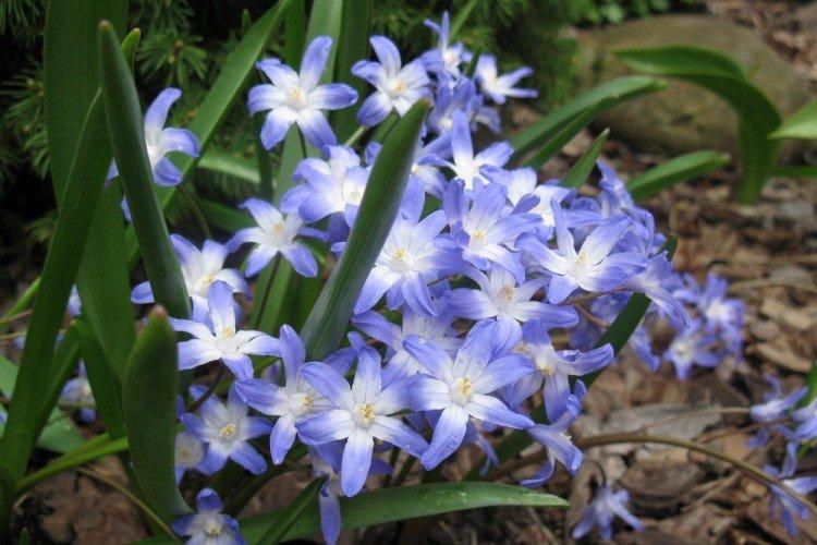 Chionodoxa - foto Chionodoxa - foto