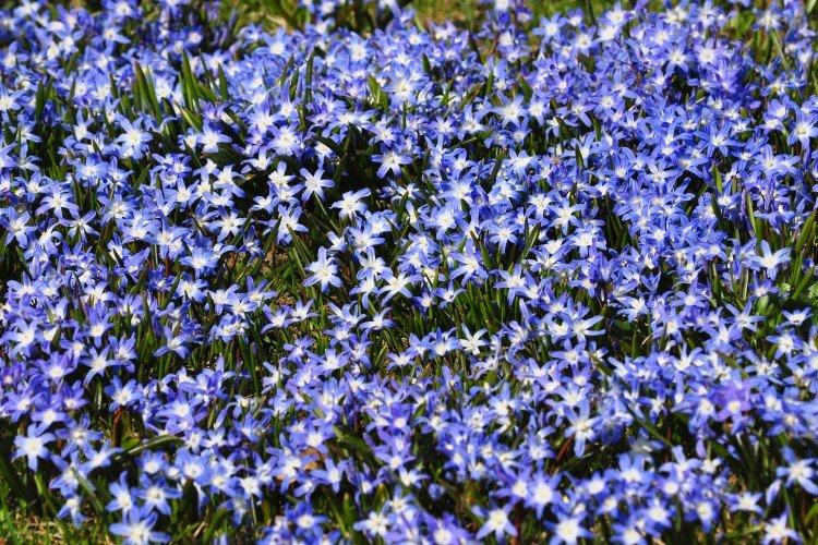 Chionodoxa - foto Chionodoxa - foto
