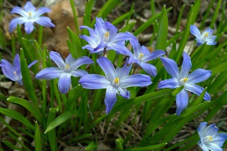 Chionodoxa - foto Chionodoxa - foto