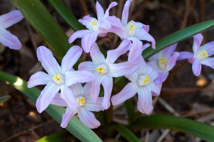 Chionodoxa - foto Chionodoxa - foto