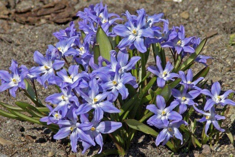 Chionodoxa - foto Chionodoxa - foto