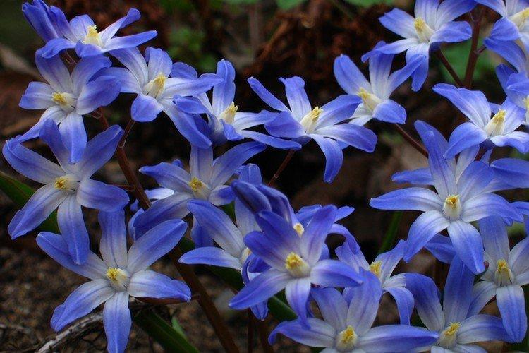 Chionodoxa - foto Chionodoxa - foto