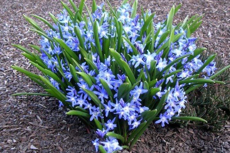 Chionodoxa - foto Chionodoxa - foto