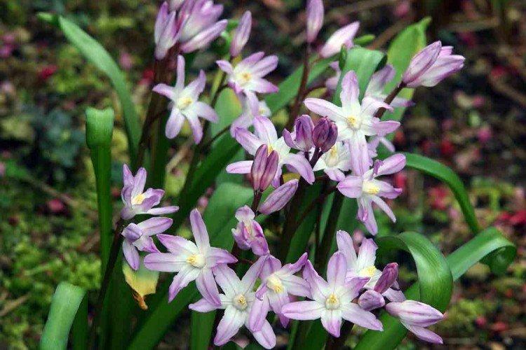 Chionodoxa - foto Chionodoxa - foto