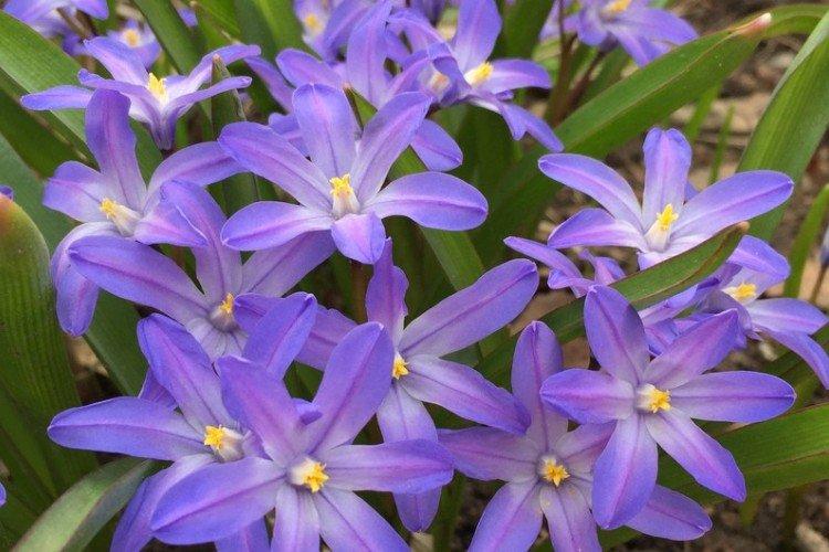 Chionodoxa - foto Chionodoxa - foto