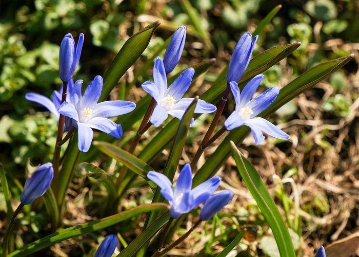Chionodoxa - foto Chionodoxa - foto