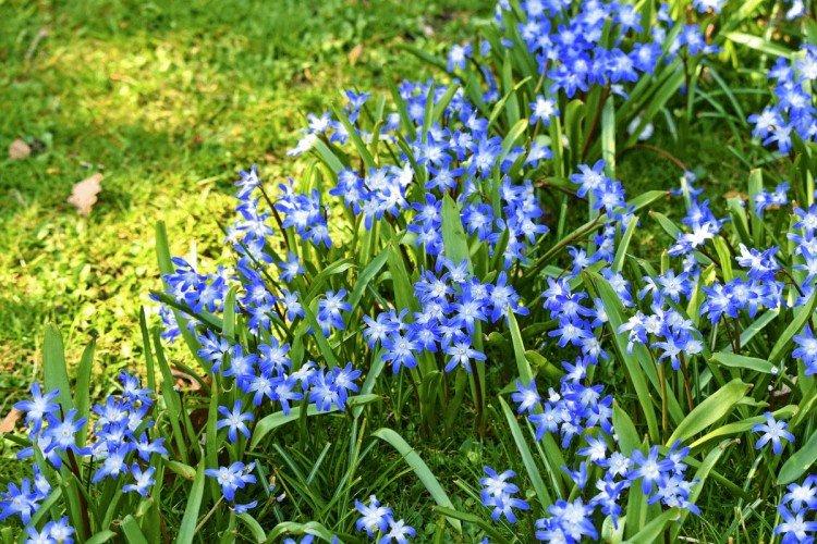 Chionodoxa - foto Chionodoxa - foto