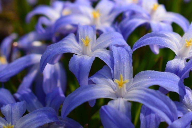 Chionodoxa - foto Chionodoxa - foto
