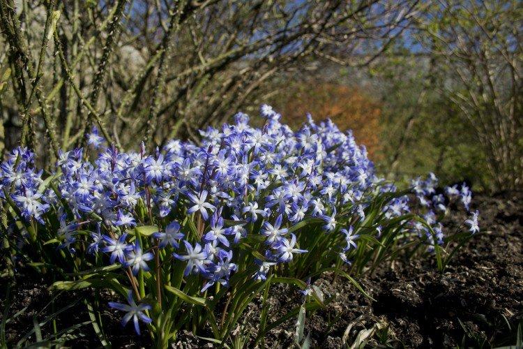 Chionodoxa - foto Chionodoxa - foto