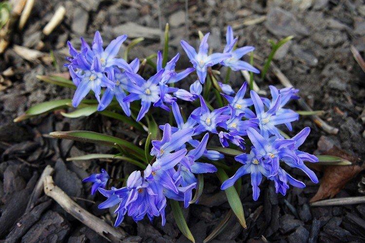 Chionodoxná Lucilia Chionodoxná Lucilia