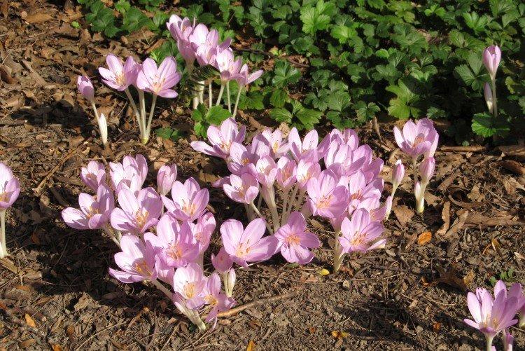 Výsadba a chov kolchicum Výsadba a chov kolchicum