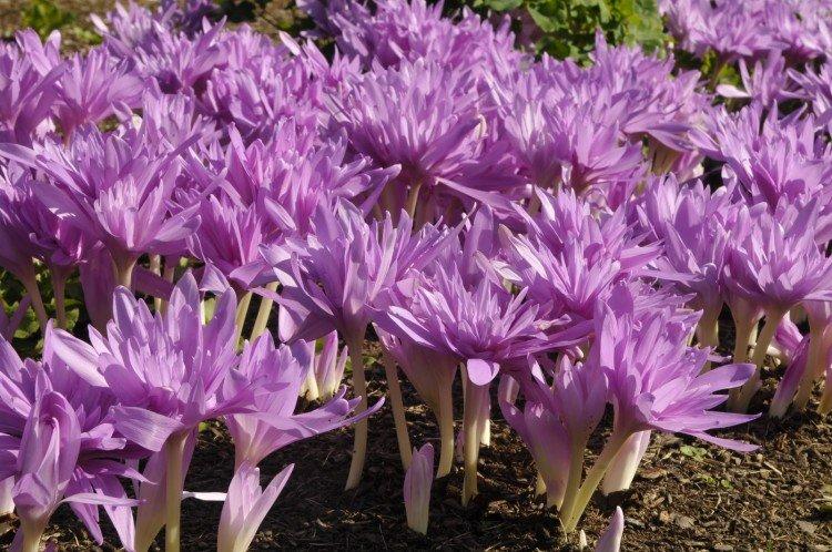 Colchicum - fotografia Colchicum - fotografia