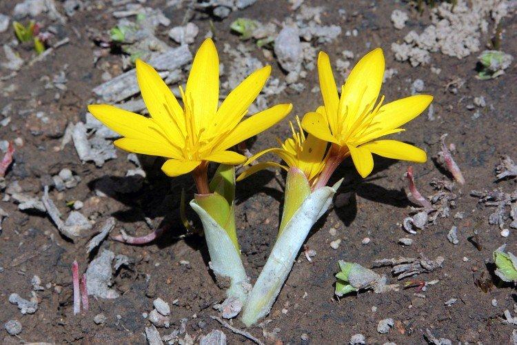 Colchicum - fotografia Colchicum - fotografia