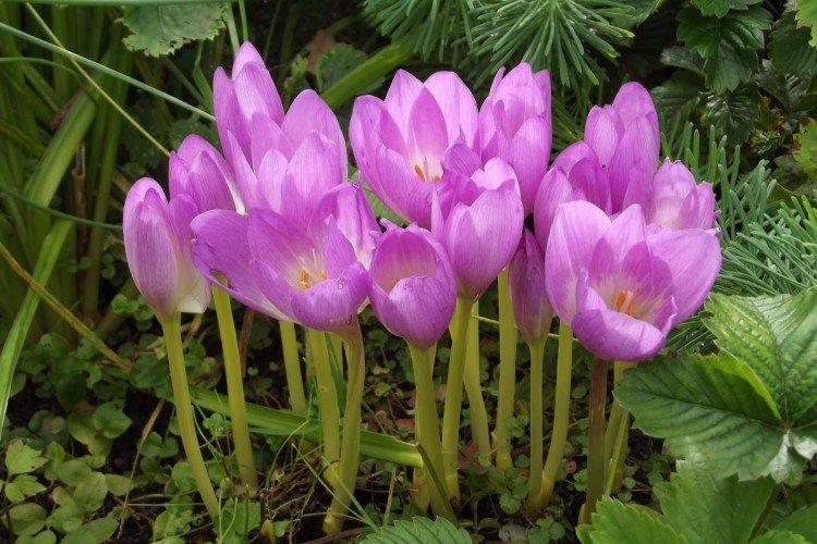 Colchicum - fotografia Colchicum - fotografia