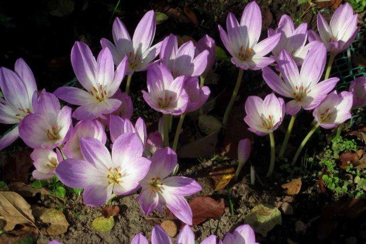 Colchicum - fotografia Colchicum - fotografia
