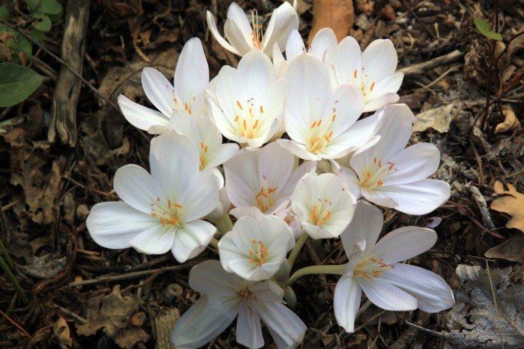 Biely krokus Biely krokus