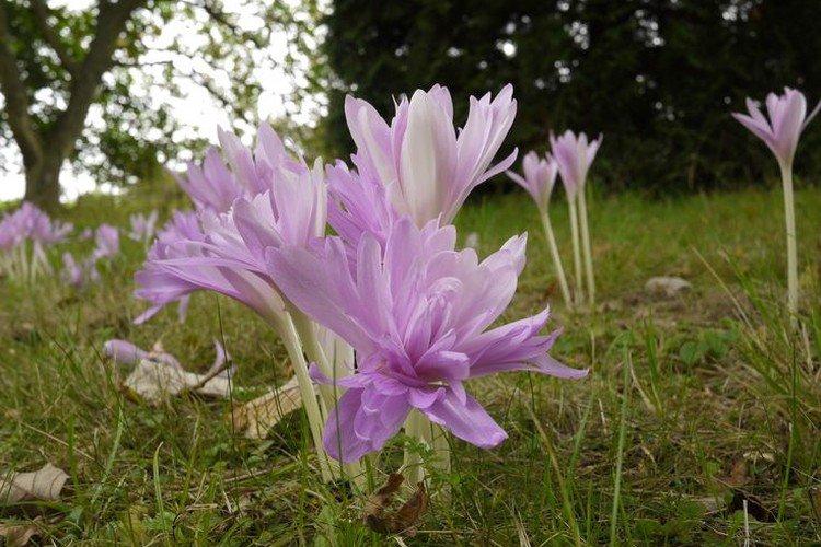 Colchicum - fotografia Colchicum - fotografia
