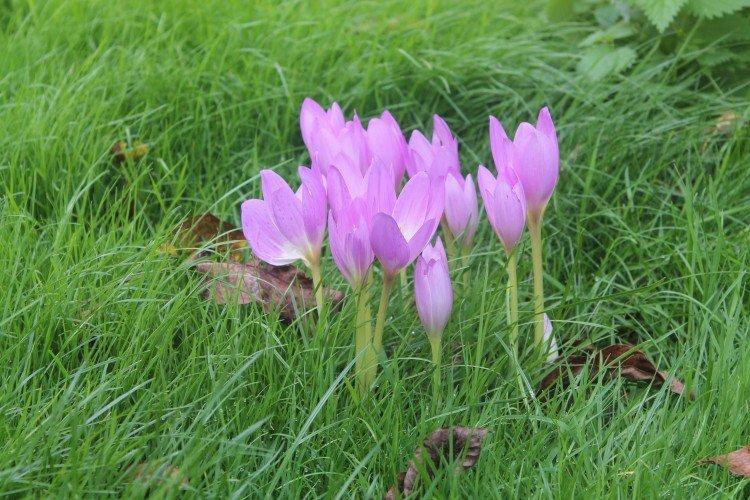 Colchicum - fotografia Colchicum - fotografia