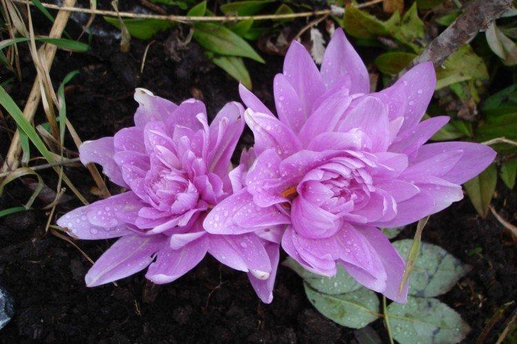 Colchicum - fotografia Colchicum - fotografia