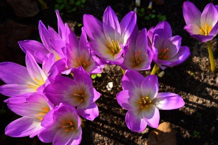 Colchicum - fotografia Colchicum - fotografia