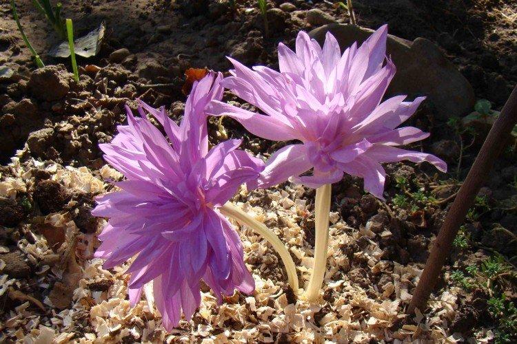 Colchicum - fotografia Colchicum - fotografia