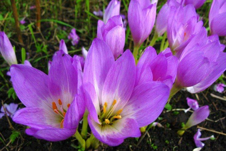 Colchicum - fotografia Colchicum - fotografia