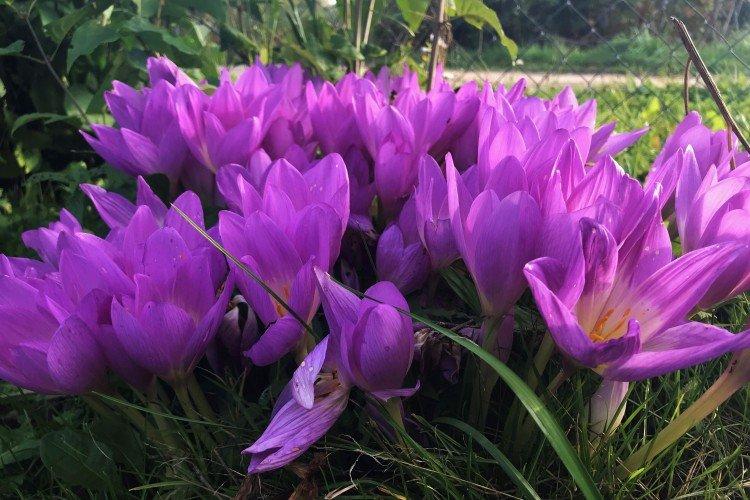 Colchicum - fotografia Colchicum - fotografia