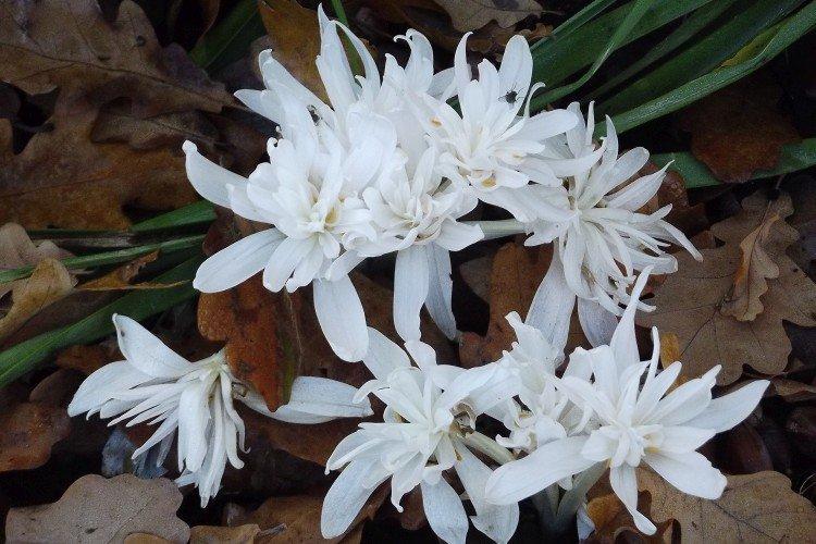Colchicum - fotografia Colchicum - fotografia