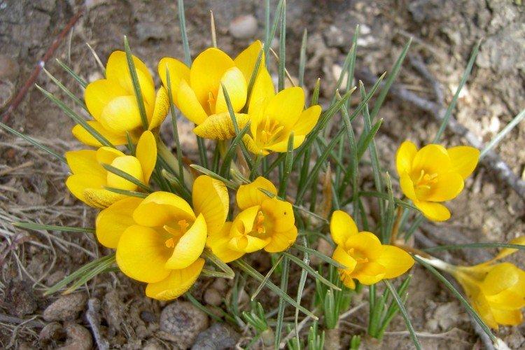 Krokus žltý Krokus žltý