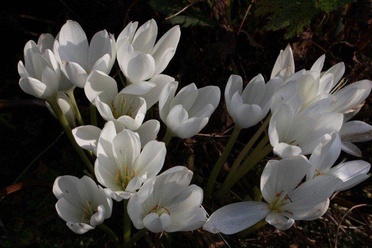 Colchicum - fotografia Colchicum - fotografia