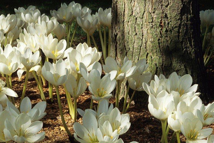 Colchicum - fotografia Colchicum - fotografia
