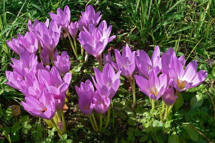 Colchicum - fotografia Colchicum - fotografia