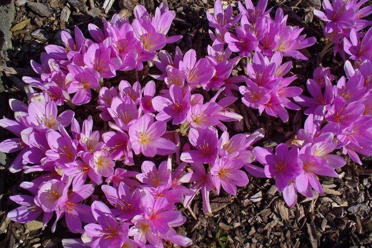 Colchicum - fotografia Colchicum - fotografia