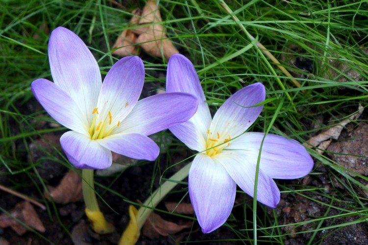 Colchicum - fotografia Colchicum - fotografia