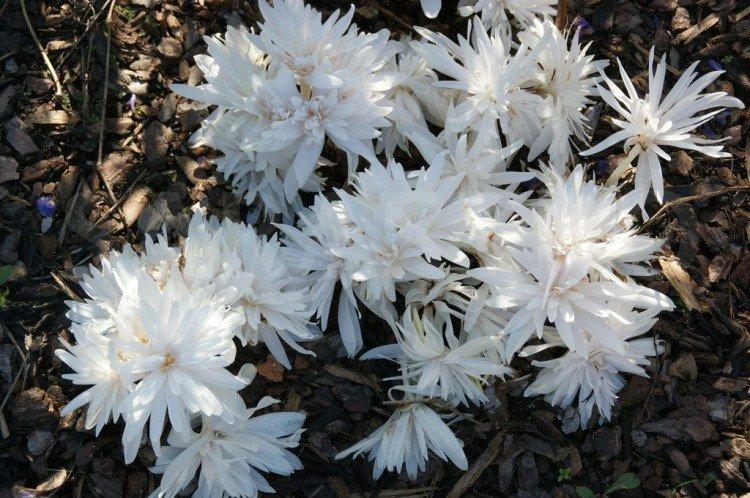 Colchicum - fotografia Colchicum - fotografia